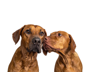 Two Dogs Close Together on White Background.