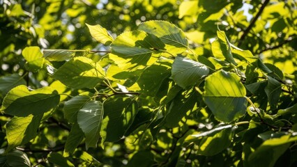 Obraz premium Sunlit green leaves on tree branches with a shallow depth of field in a natural setting.