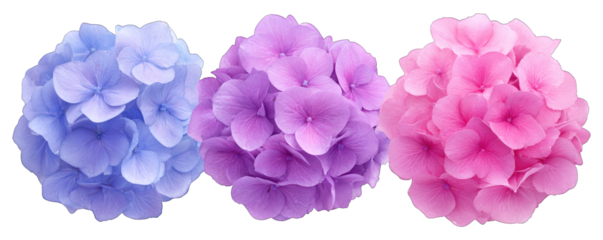 Three colorful floral arrangements displayed against a white background from a straight-on viewpoint