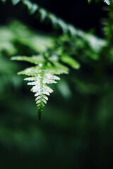 Close-Up of a Green Fern Leaf