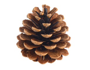 A single brown pine cone isolated on a white background.