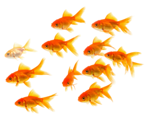 A school of vibrant goldfish swimming together in clear water.