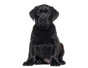 Adorable Black Labrador Puppy Sitting and Looking Forward.