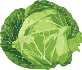 A vibrant green head of cabbage with tightly packed leaves against a clean white background.