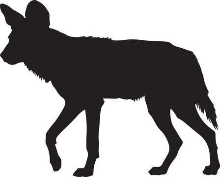 African Wild Dog Moving in Pack Formation with Spotted Coat