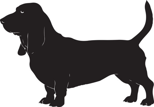 Basset Hound Dog with Short Legs and Long Droopy Ears