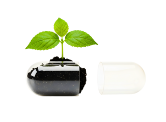 Seedling growing in a capsule isolated on transparent background