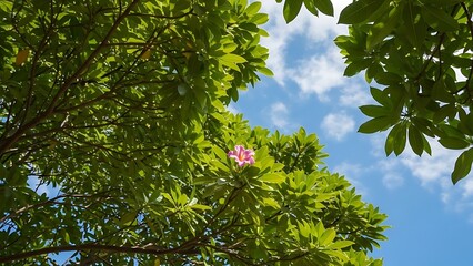 Fototapeta premium A single pink flower blooms among lush green leaves