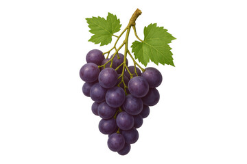Fototapeta premium Bunch of purple grapes with green leaves
