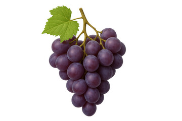 Fototapeta premium Fresh bunch of organic red grapes with leaf