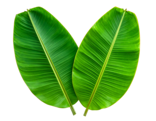 Two vibrant green tropical leaves with prominent veins