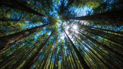 Towering evergreen trees stretch upward toward a bright sunburst in the clear blue sky