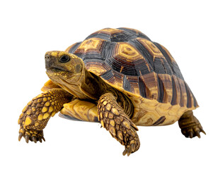 Fototapeta premium A detailed close-up of a tortoise with a patterned shell and scaly legs.