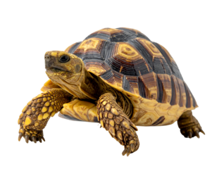 A detailed close-up of a tortoise with a patterned shell and scaly legs.