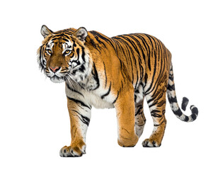 Obraz premium Majestic Bengal Tiger Standing Proudly Isolated on White Background.