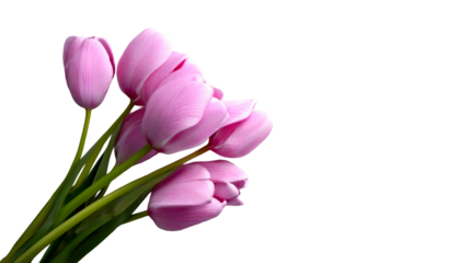 Vibrant pink tulip blossoms arranged on a flat surface create a graceful floral display perfect for celebrating springtime holidays and anniversaries