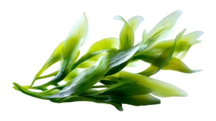 Vibrant green wavy organic plant forms creating a fresh natural aesthetic suitable for health and wellness product packaging or ecofriendly marketing materials