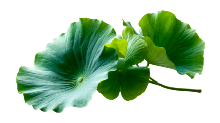 Vibrant green lotus leaves float gracefully, showcasing their natural texture and lush botanic beauty, perfect for health, wellness, and naturethemed commercial projects
