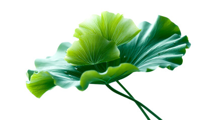 Vibrant green lotus leaves with sparkling water droplets reflect natures serenity and can be used for various botanical themes and ecoconscious advertising