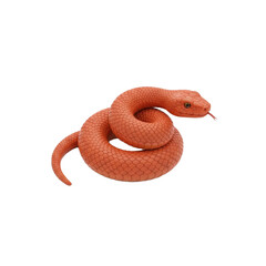 Naklejka premium Coiled orange snake with its tongue out ready to strike isolated.