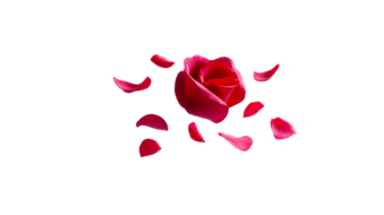 Captivating deep pink rose with falling petals symbolizing heartfelt love and passionate emotions, perfect for greeting announcements, valentine events, or wedding stationery.