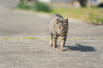 歩く猫
