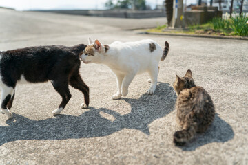 お尻の匂いを嗅ぐ猫