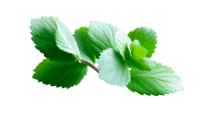 Vibrant green herbal leaves with intricate vein patterns and serrated edges captured in a refreshing composition, ideal for botanical themes, healthy lifestyle promotions, and natural