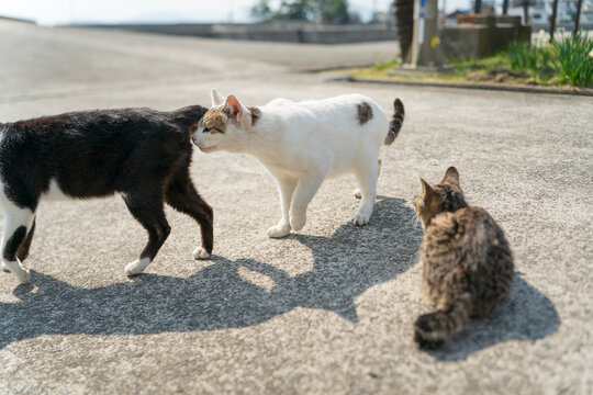 お尻の匂いを嗅ぐ猫