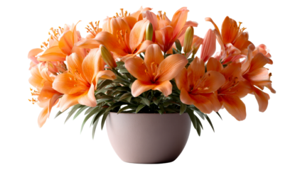 Lush potted plant featuring numerous vivid orange lily blossoms and green foliage perfect for home decor product displays or floral arrangement inspiration