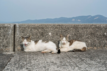 海風を避ける猫