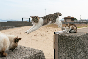 飛び移る猫