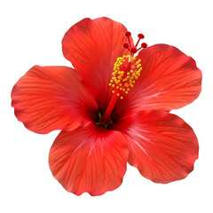 A vibrant red hibiscus flower isolated on a white background representing tropical warmth and bold floral design