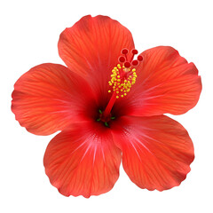 A red hibiscus flower isolated on a white background displaying soft petals and classic tropical floral charm