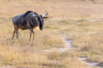 Wildebeest in Amboseli National Park in Kenya Africa KEN