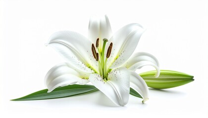 Beautiful white lily flower in full bloom with green leaves, representing purity, elegance, and fresh natural beauty