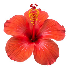A red hibiscus flower isolated on a white background showing bold tropical petals and natural floral beauty