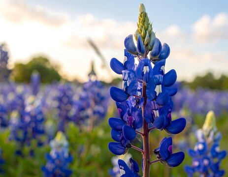 Close-up of a vivid blue and purple wildflower with a backdrop of a blurred field of similar flowers under a sunset sky - Powered by Adobe