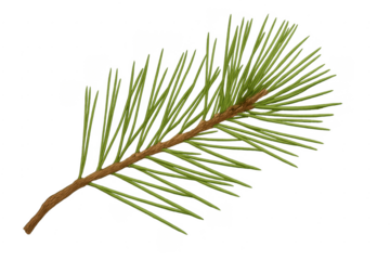 Pine branch with green needles on transparent background