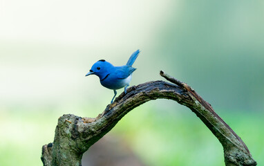 Blue Flycatcher Bird Eating Insect