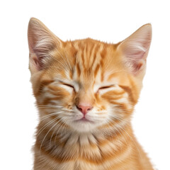 Obraz premium Ginger kitten with closed eyes isolated on transparent background