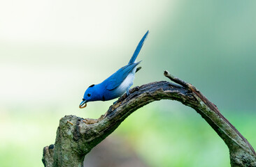 Blue Flycatcher Bird Eating Insect
