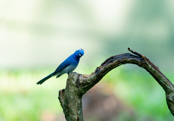 Blue Flycatcher Bird Eating Insect