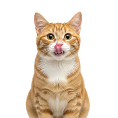 Playful cat licking nose isolated on transparent background