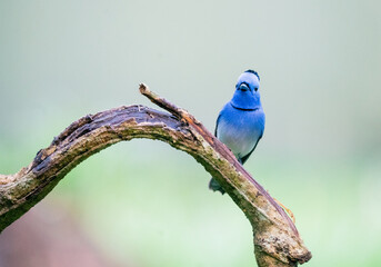 Obraz premium Blue Flycatcher Bird Eating Insect