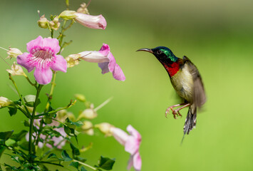 Sunbird Feeding Nectar From Flower © Truong Tran