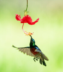 Sunbird Feeding Nectar From Flower