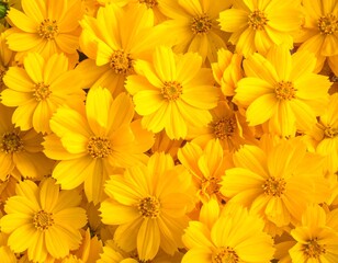 Close-up of numerous vibrant, golden-yellow blooms filling the frame, creating a dense, sunny texture. Petals radiate from central discs
