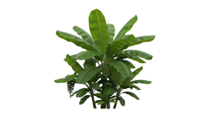tropical plant with large green leaves and stems
