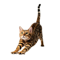 Playful bengal cat in mid-leap isolated on transparent background
